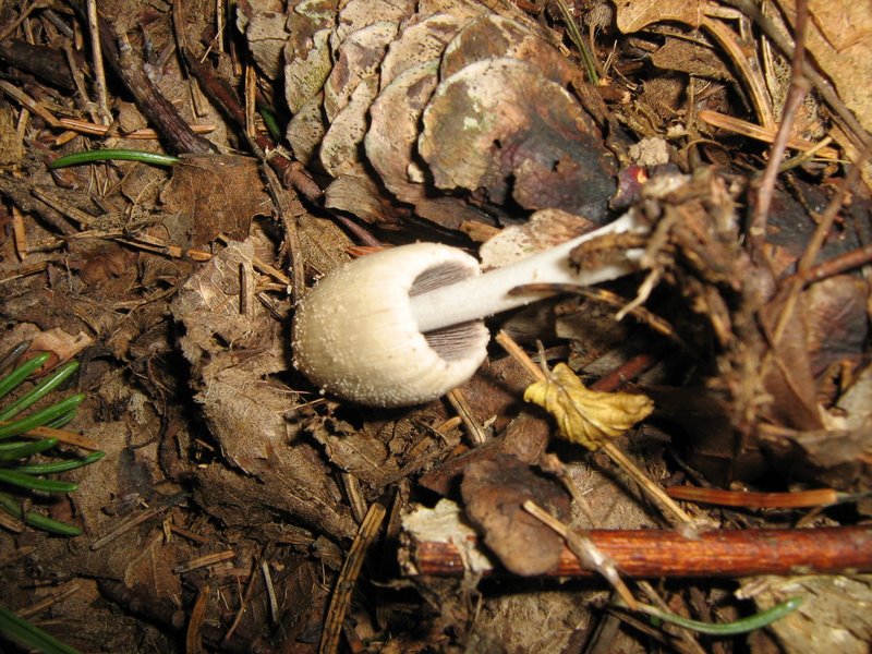 Ancora da Le Piastre (PT)